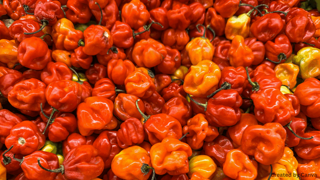 Habanero Heat for Everyday Spice Lovers